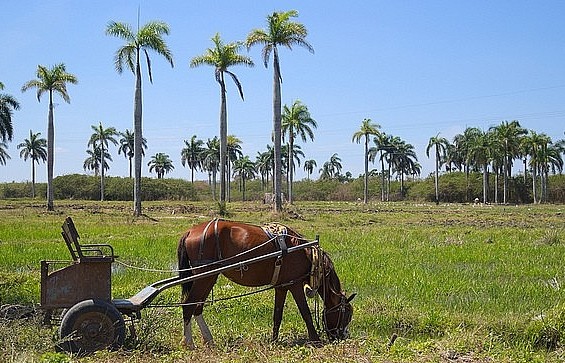 Havana chỉ trích chính sách cấm vận của Mỹ gây thiệt hại cho ngành nông nghiệp Cuba