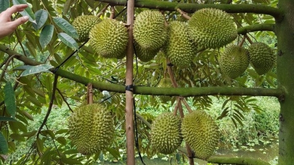 Vietnam expects to export durian to China via official channels this year