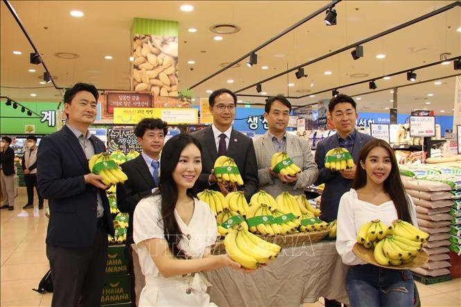 Chuối Việt Nam có mặt tại chuỗi hơn 80 đại siêu thị Lotte ở Hàn Quốc