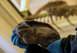Phát hiện hóa thạch quả trứng thằn lằn lớn nhất trong thời đại khủng long tại Nam Cực