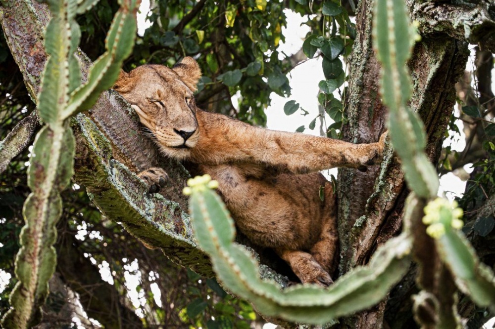 Phát hiện: Sư tử ưa thích loài cây có chứa mủ kịch độc
