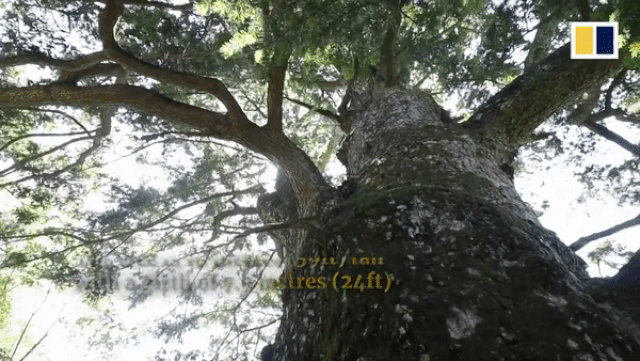 Trung Quốc: Phát hiện cây tùng cổ thụ 1.900 năm tuổi, thân cây rỗng chứa được 7 người