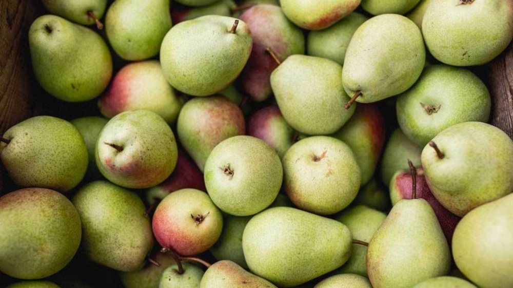 2754 benefits of pears 1296x728 feature