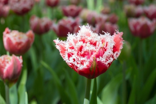 Cùng ngắm những bông hoa Tulip hiếm có khó tìm