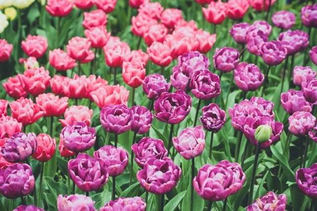 Cùng ngắm những bông hoa Tulip