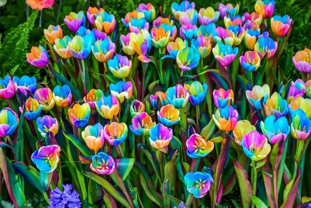 Cùng ngắm những bông hoa Tulip