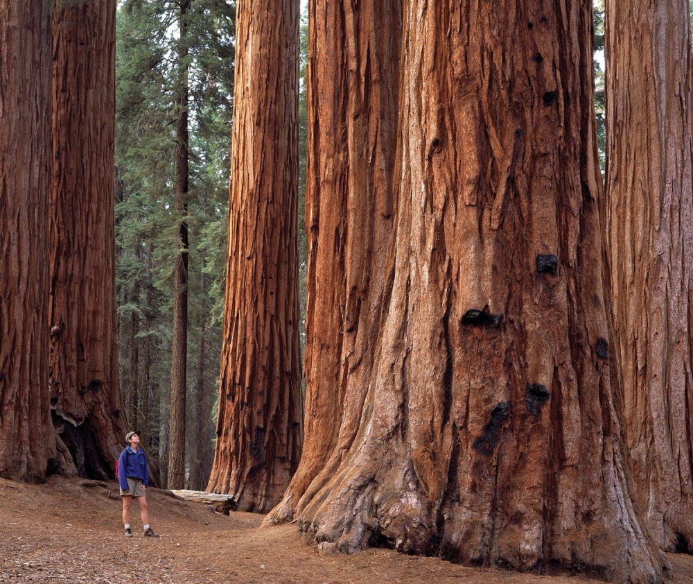 Công viên quốc gia Sequoia nằm ở Sierra Nevada, phía đông Visalia, California, Mỹ. Công viên được thành lập vào ngày 25 tháng 9 năm 1890 rộng 1.635 km2. (Nguồn: Twitter)