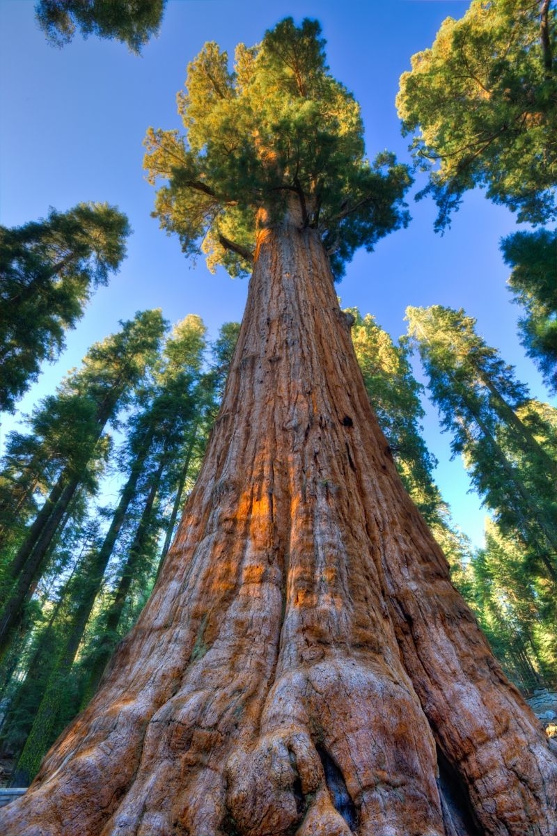Khám phá công viên Sequoia, xem du khách đọ dáng với những gốc cây ...