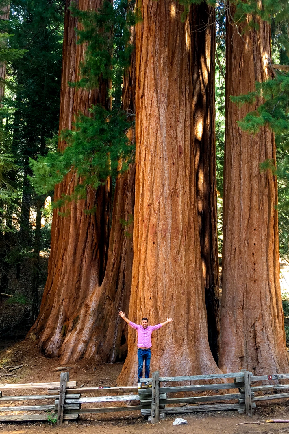 Khám phá công viên Sequoia, đọ dáng với những gốc cây cổ thụ khổng lồ hàng nghìn năm tuổi