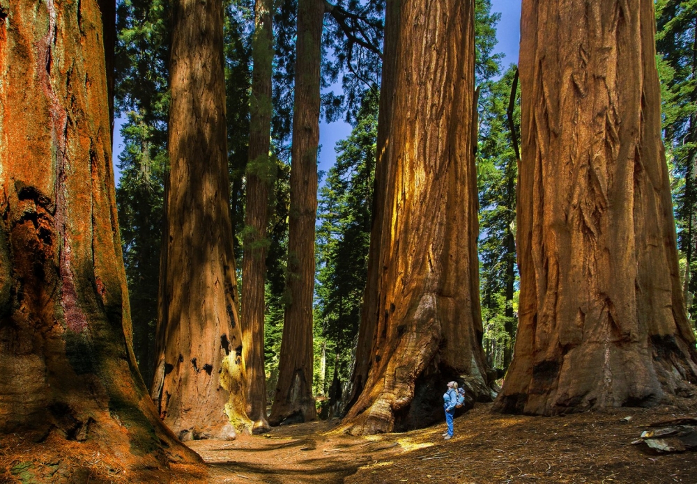 Khám phá công viên Sequoia, đọ dáng với những gốc cây cổ thụ khổng lồ hàng nghìn năm tuổi