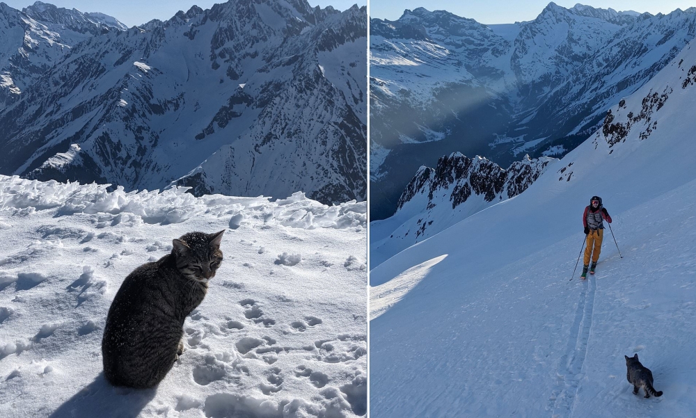 Hành trình của chú mèo đi lạc, theo chân người lên đỉnh núi Thụy Sỹ cao hơn 3.000 m và được đưa về với chủ
