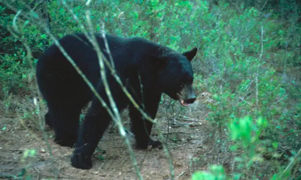 Mỹ: Gấu đen lang thang trong thành phố ở Florida