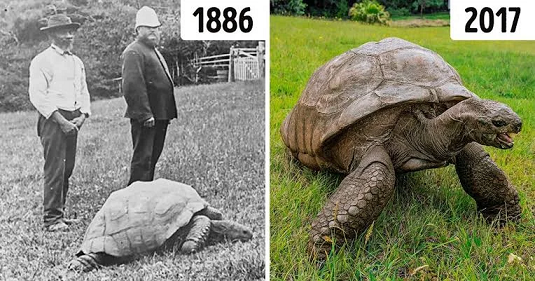 Bất ngờ với cuộc sống sang chảnh của 'cụ rùa' gần 200 tuổi, sống thọ nhất thế giới