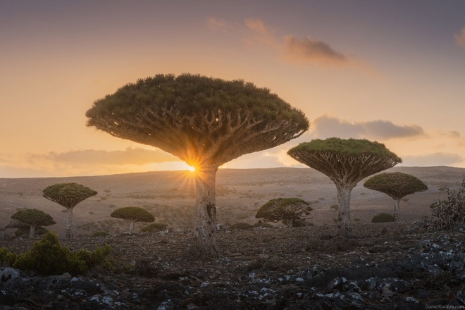 Kỳ lạ loài cây trăm tuổi có "rễ mọc ngược" ở hòn đảo "ngoài hành tinh"