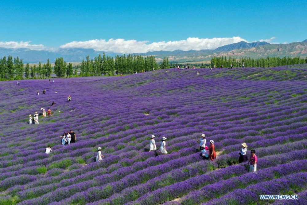 Lễ hội hoa oải hương quốc tế ở Tân Cương