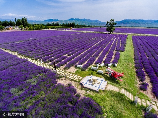 Tận hưởng mùa Hè cùng cánh đồng hoa oải hương lớn nhất Trung Quốc ở Tân Cương