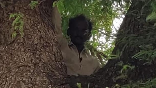 Ấn Độ: Trốn tiêm vaccine Covid-19 bằng cách... trèo lên cây