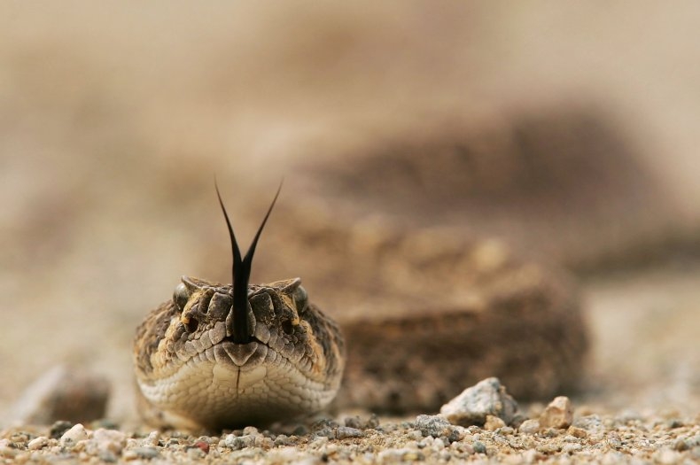 California, Mỹ: Hạn hán, khô cằn khiến rắn đuôi chuông xuất hiện nhiều hơn vùng dân cư