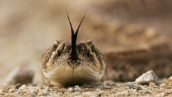California, Mỹ: Hạn hán, khô cằn khiến rắn đuôi chuông xuất hiện nhiều hơn ở khu vực dân cư