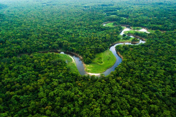Chuyên gia giải thích vì sao sông Amazon dài gần 7.000km nhưng không có cây cầu nào