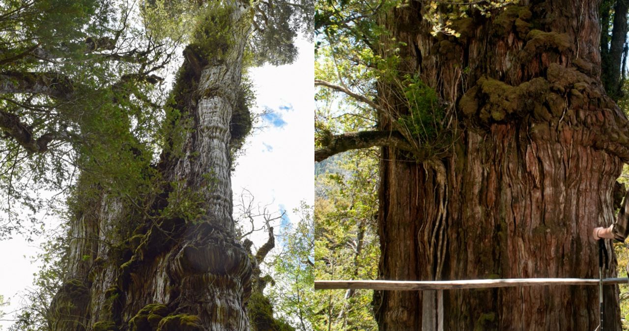 Các nhà khoa học lo cây cổ thụ   cao 60 mét có thể chết dần