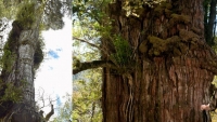 Các nhà khoa học lo cây cổ thụ 5.484 năm tuổi có thể sẽ chết dần