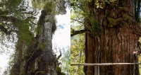 Các nhà khoa học lo cây cổ thụ 5.484 năm tuổi có thể sẽ chết dần