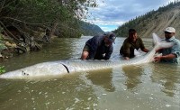Mỹ: Bắt được con cá tầm dài 3m có tuổi đời khoảng 100 năm