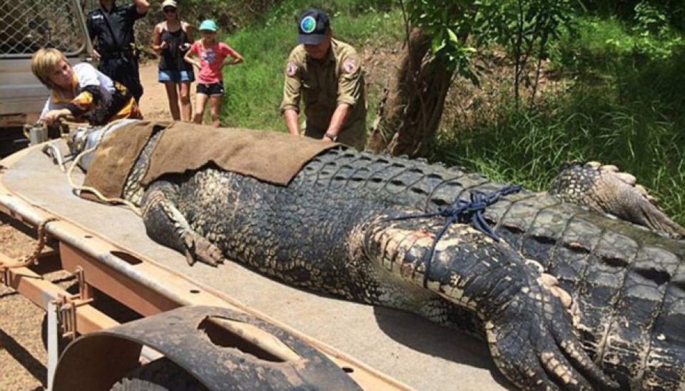 australia bat ca sau khong lo sau 8 nam san lung