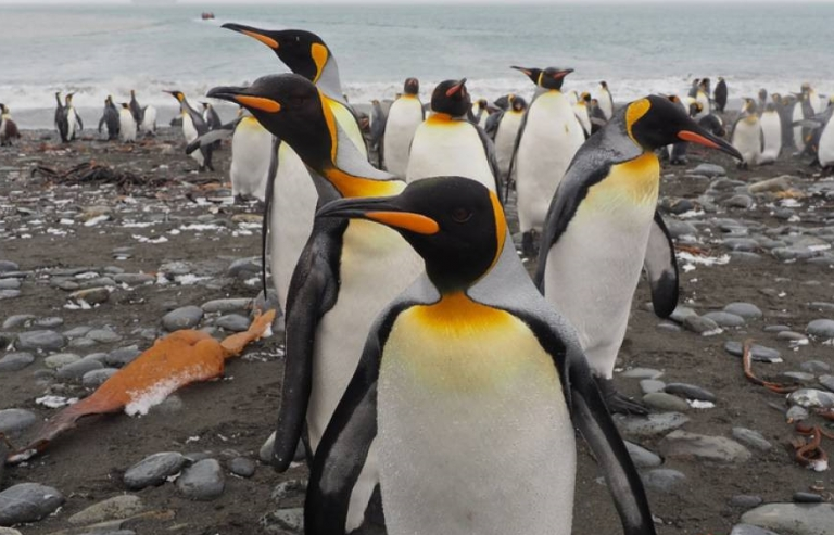Đàn chim cánh cụt hoàng đế lớn nhất thế giới giảm 90% số lượng