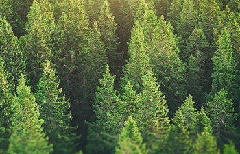 Nếu chúng ta phục hồi rừng, khí thải carbon chỉ còn 2/3