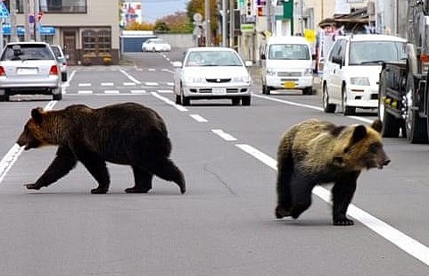 Nhật Bản: Lợn rừng, gấu tự do đi dạo trên đường phố, ngày càng táo tợn
