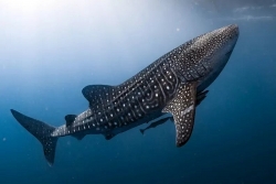 Phát hiện mới về loài cá mập lớn nhất thế giới có 'đôi mắt bọc thép'