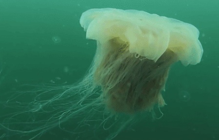 Mỹ: Loài sứa lớn nhất thế giới có nọc độc tấn công bãi biển