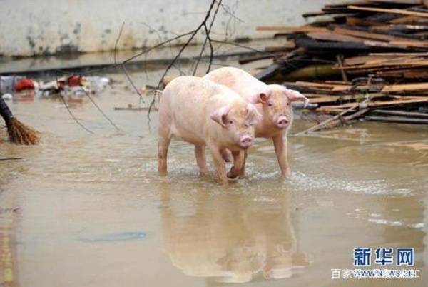 3122 dong vat o trung quoc chiu canh lu lut qua nhieu nam 2