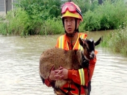 Trung Quốc: Xúc động chùm ảnh động vật khốn đốn trong cảnh lũ lụt