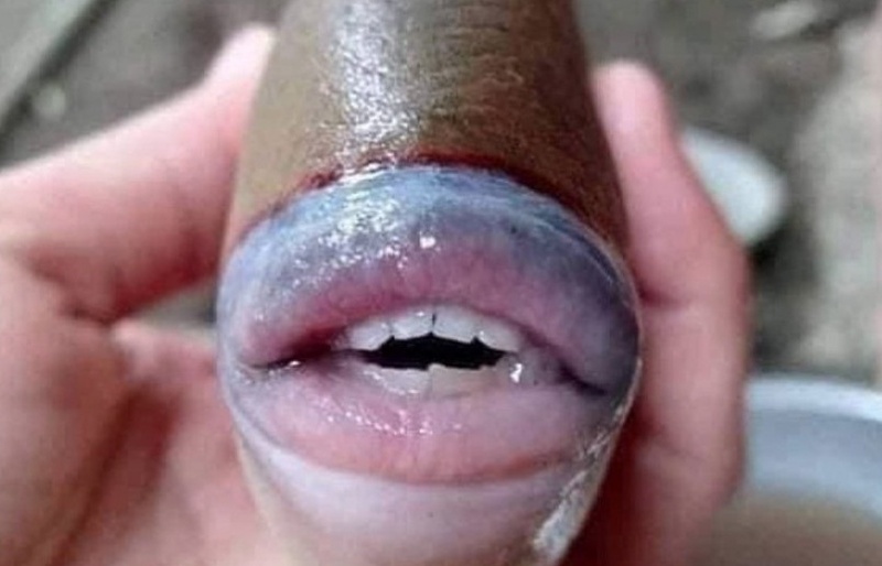 Malaysia: Bắt được con cá có 'đôi môi' và hàm răng y như người