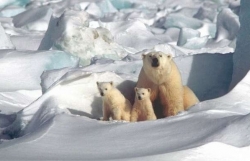 Lần đầu tiên công bố nghiên cứu khoa học xác định rõ thời gian gấu Bắc cực tuyệt chủng