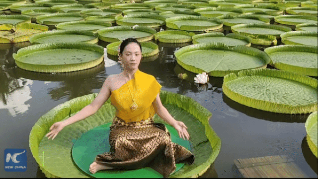 Trung Quốc: Ngoạn mục cảnh tập yoga, múa, hát trên lá hoa súng khổng lồ lớn nhất thế giới