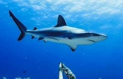 Báo động tình trạng sụt giảm số cá mập sinh sống ở dải đá ngầm