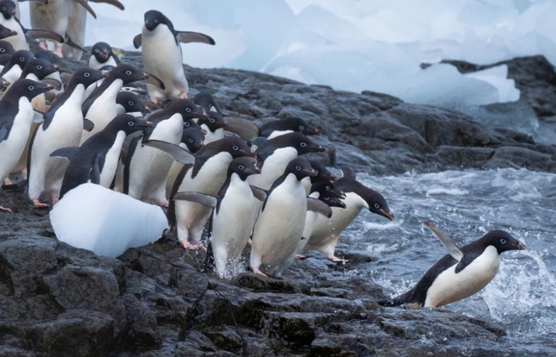 Cuộc sống chim cánh cụt ở Nam Cực qua những góc ảnh độc lạ