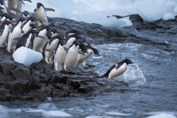 Cuộc sống chim cánh cụt ở Nam Cực qua những góc ảnh độc lạ