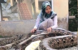 Indonesia: Cô gái nuôi trăn khổng lồ làm 'thú cưng'