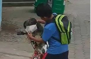 Ecuador: Xúc động khoảnh khắc cậu bé đeo khẩu trang cho cún cưng