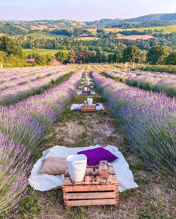 Italy: Ngắm cánh đồng hoa oải hương kết hợp ăn tối lãng mạn