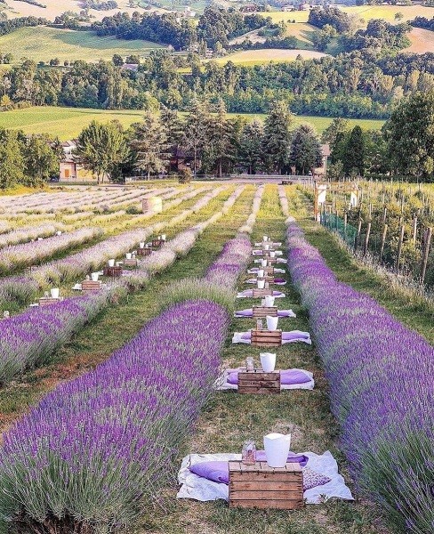 Italy: Ngắm cánh đồng hoa oải hương kết hợp ăn tối lãng mạn
