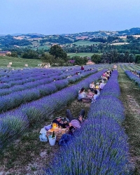 Italy: Lạc vào thế giới cổ tích, thưởng hoa, ngắm cảnh, dùng bữa tối giữa cánh đồng hoa oải hương