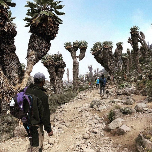 Cây kỳ lạ "lai giữa dứa và xương rồng" trên ngọn núi cao nhất Châu Phi