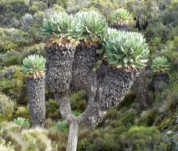 Tìm hiểu cây kỳ lạ, độc nhất vô nhị trên ngọn núi cao nhất châu Phi