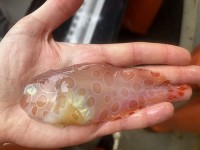 Ngoại hình kỳ lạ của cá ốc sên để thích nghi với cuộc sống dưới biển sâu